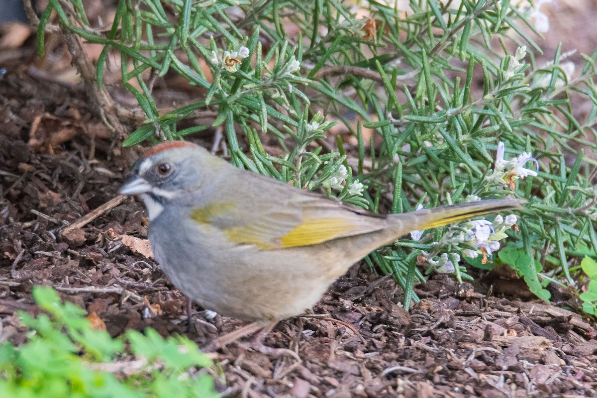 Green-tailed Towhee - ML142524251