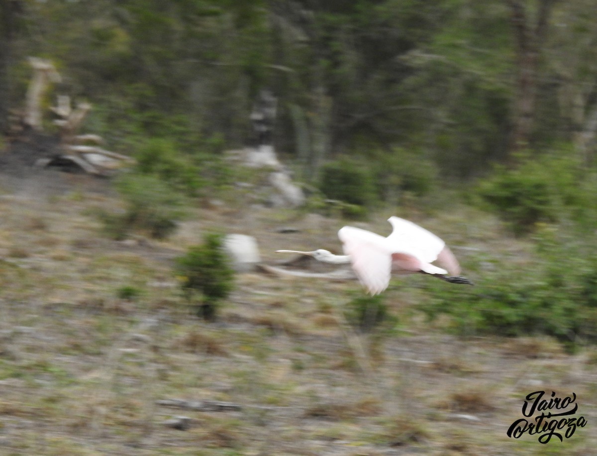 Roseate Spoonbill - ML142524331