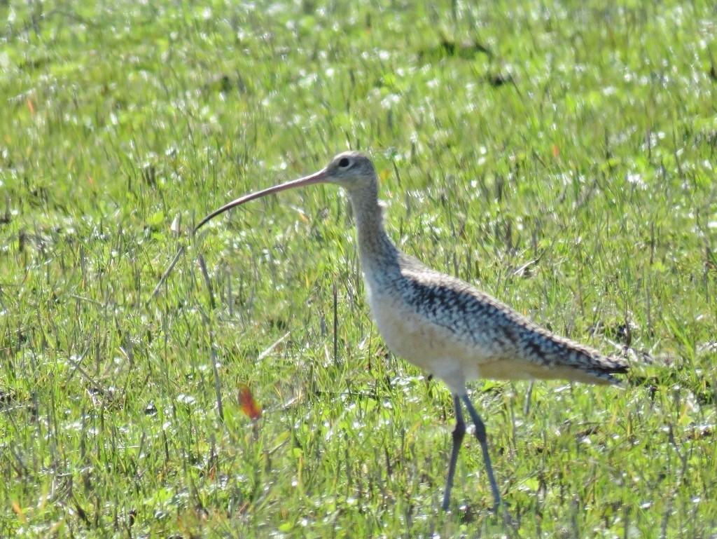 Long-billed Curlew - ML142524411