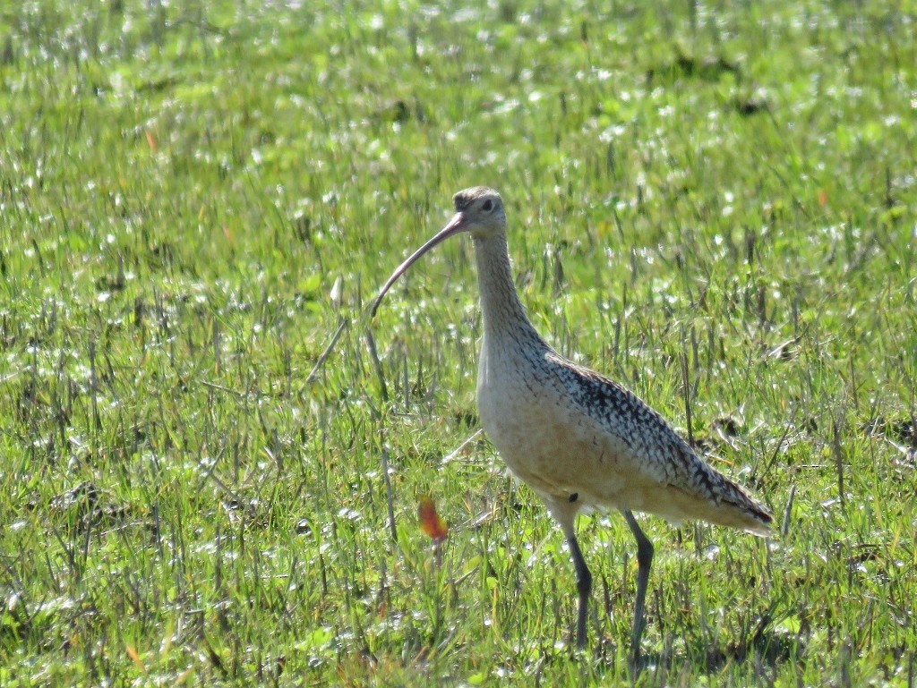 Rostbrachvogel - ML142524451