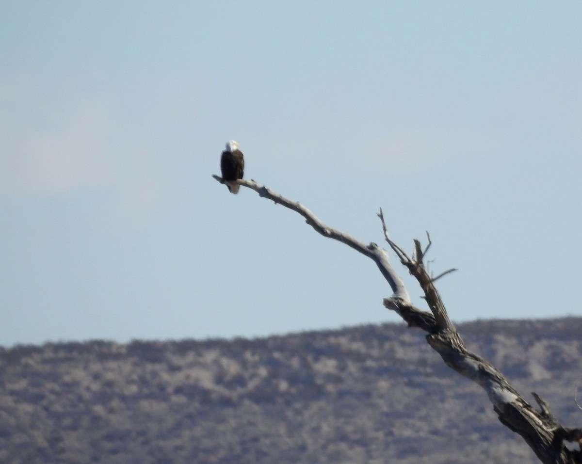 Bald Eagle - ML142525361