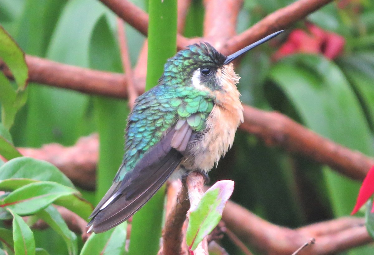 White-throated Mountain-gem - ML142525761