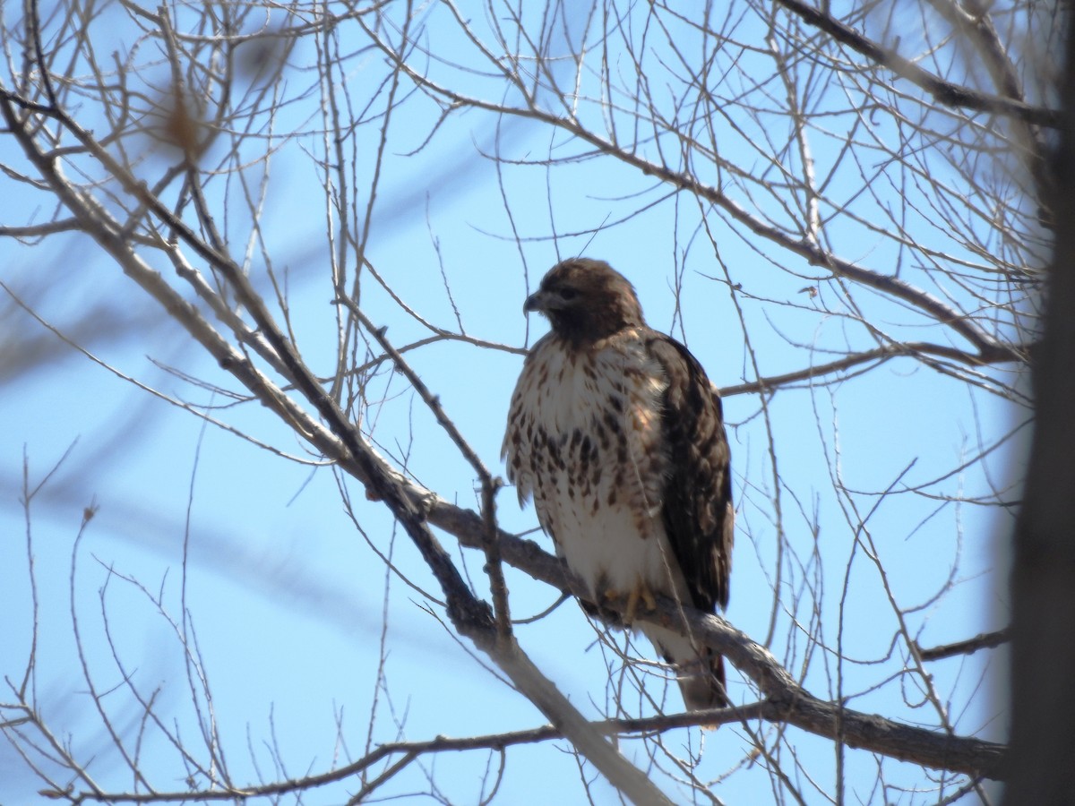 Red-tailed Hawk - Bill Blauvelt