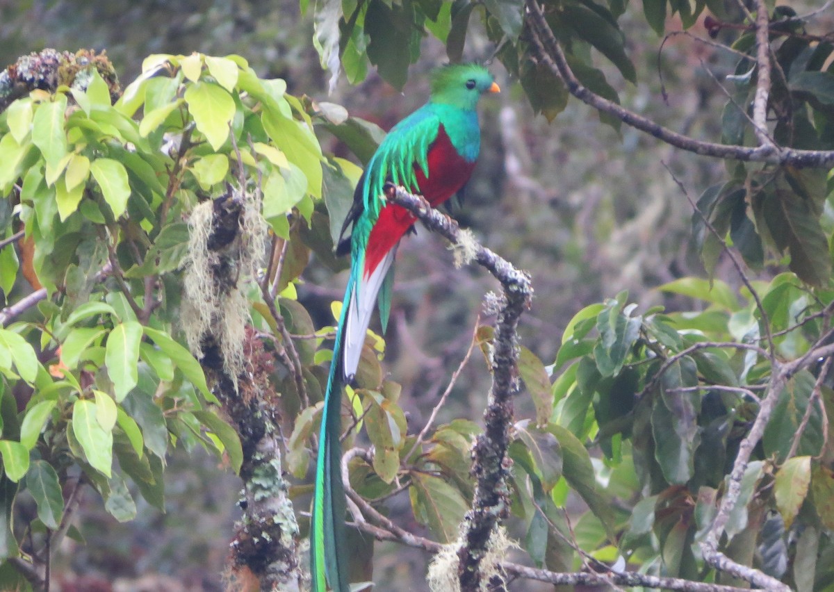 Resplendent Quetzal - ML142525831