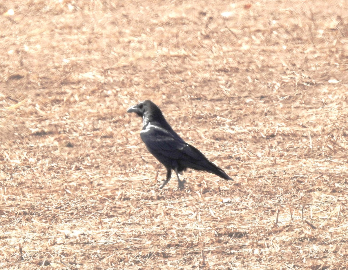 Corvus sp. (raven sp.) - ML142525851