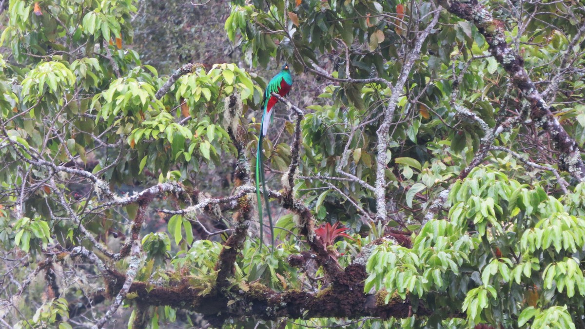 Resplendent Quetzal - ML142526351