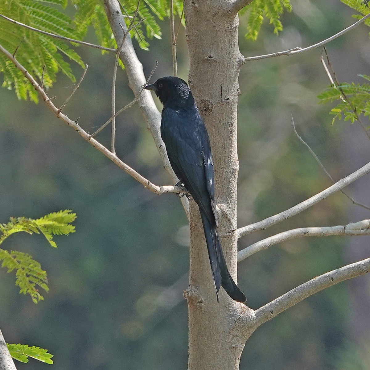 Drongo royal - ML142527061