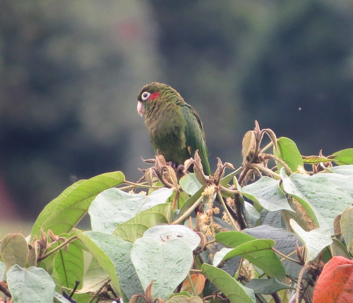 Sulphur-winged Parakeet - Vivek Govind Kumar