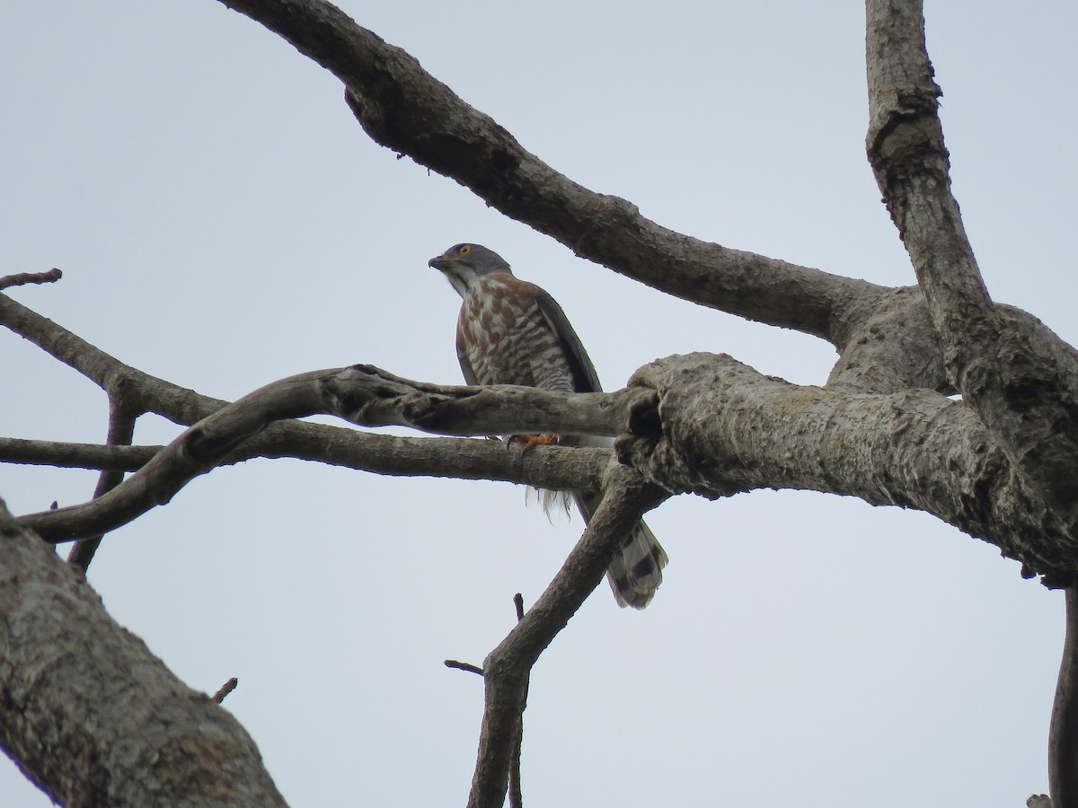 Crested Goshawk - ML142527691