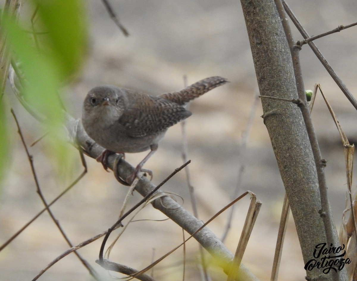 House Wren - ML142527751