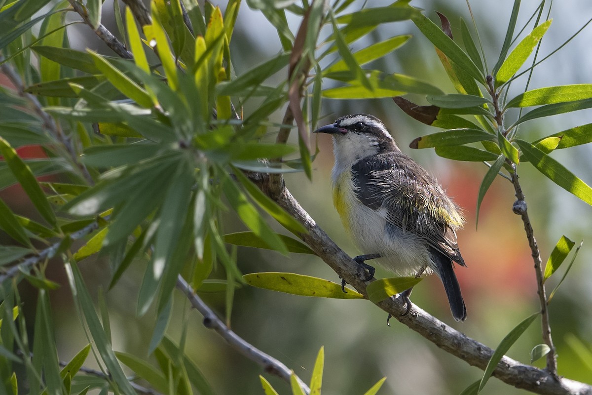 Zuckervogel - ML142528041