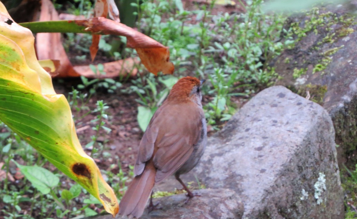 Ruddy-capped Nightingale-Thrush - Vivek Govind Kumar