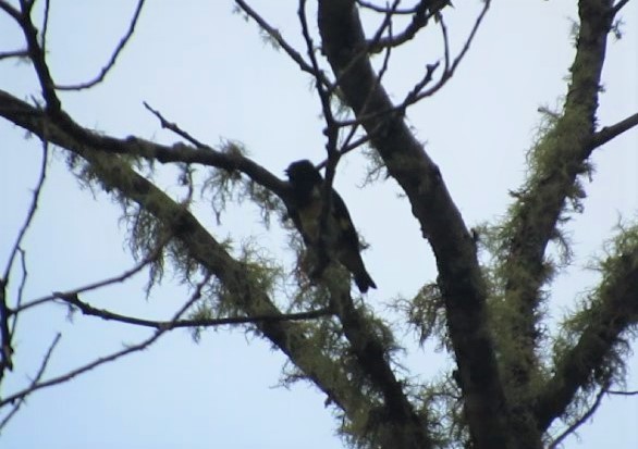 Yellow-bellied Siskin - ML142528271