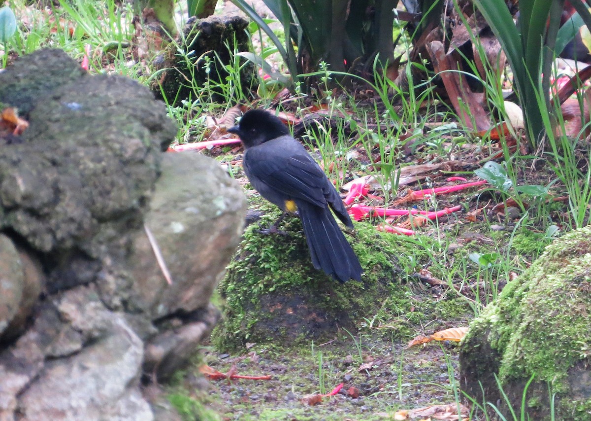 Yellow-thighed Brushfinch - ML142529241