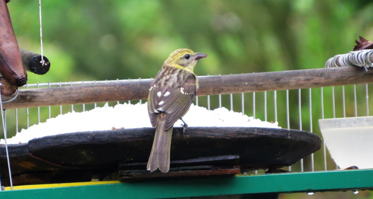 Flame-colored Tanager - Vivek Govind Kumar