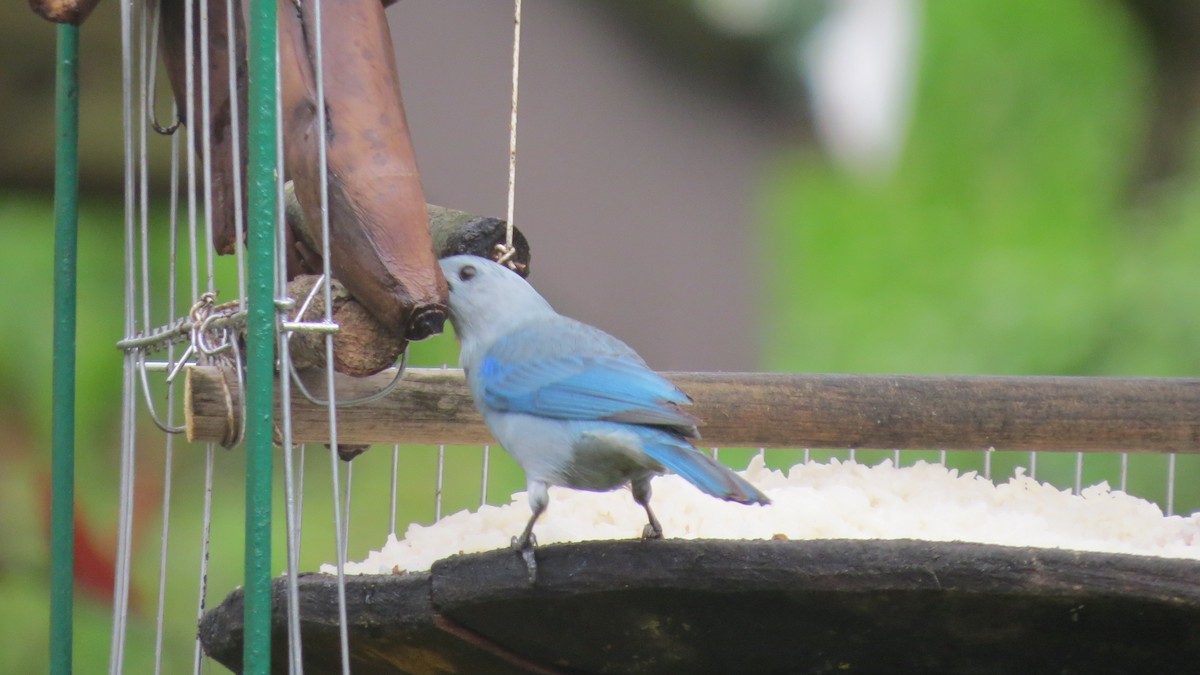 Blue-gray Tanager - Vivek Govind Kumar