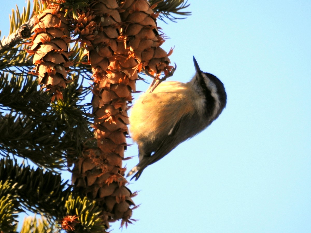 Red-breasted Nuthatch - ML142529741