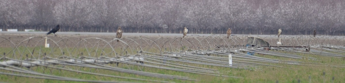 Ferruginous Hawk - ML142530091