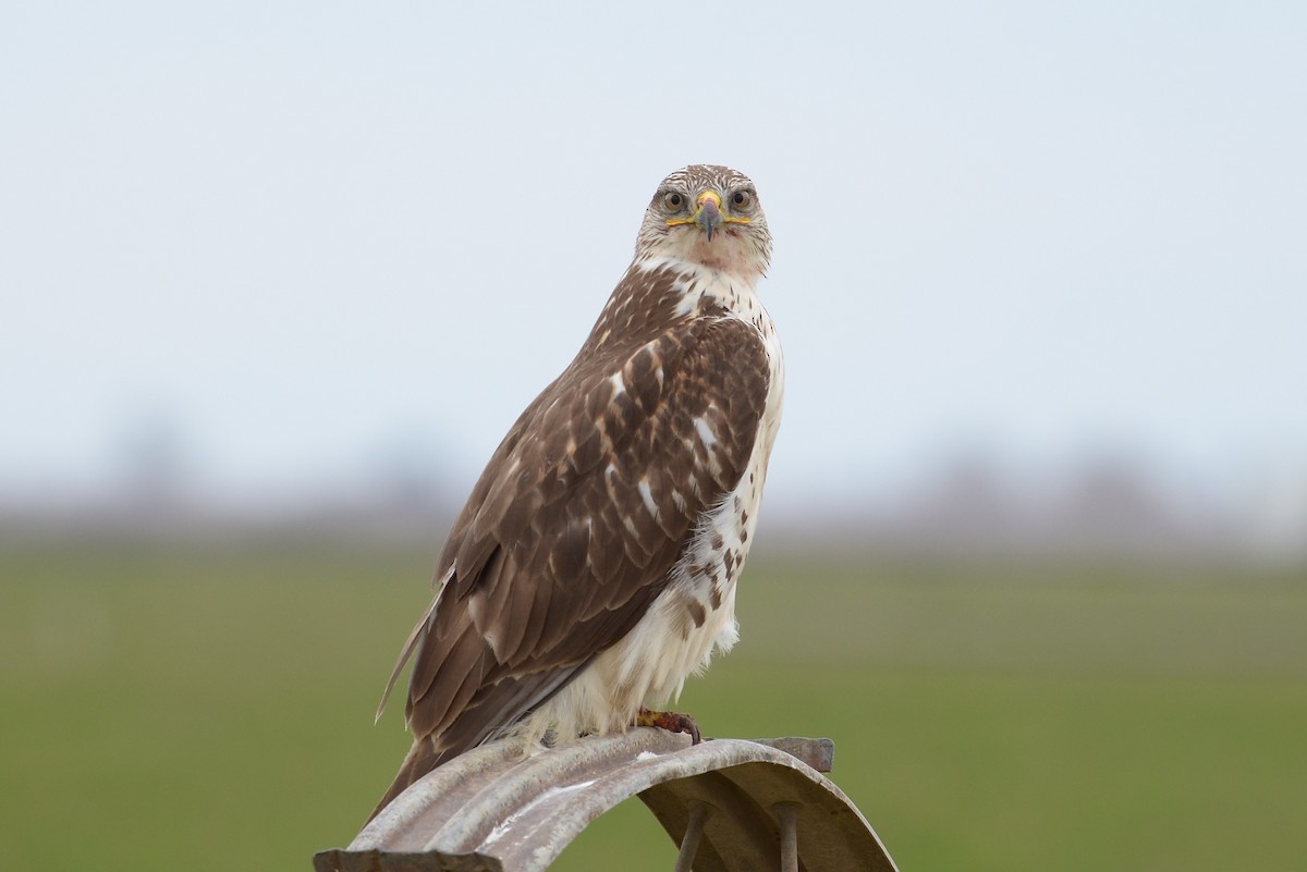 Ferruginous Hawk - ML142530121