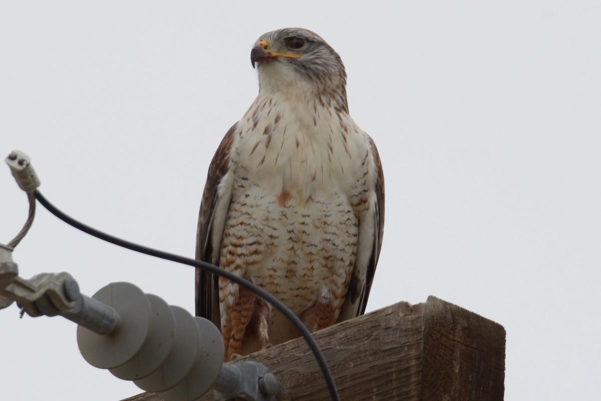 Ferruginous Hawk - ML142530131