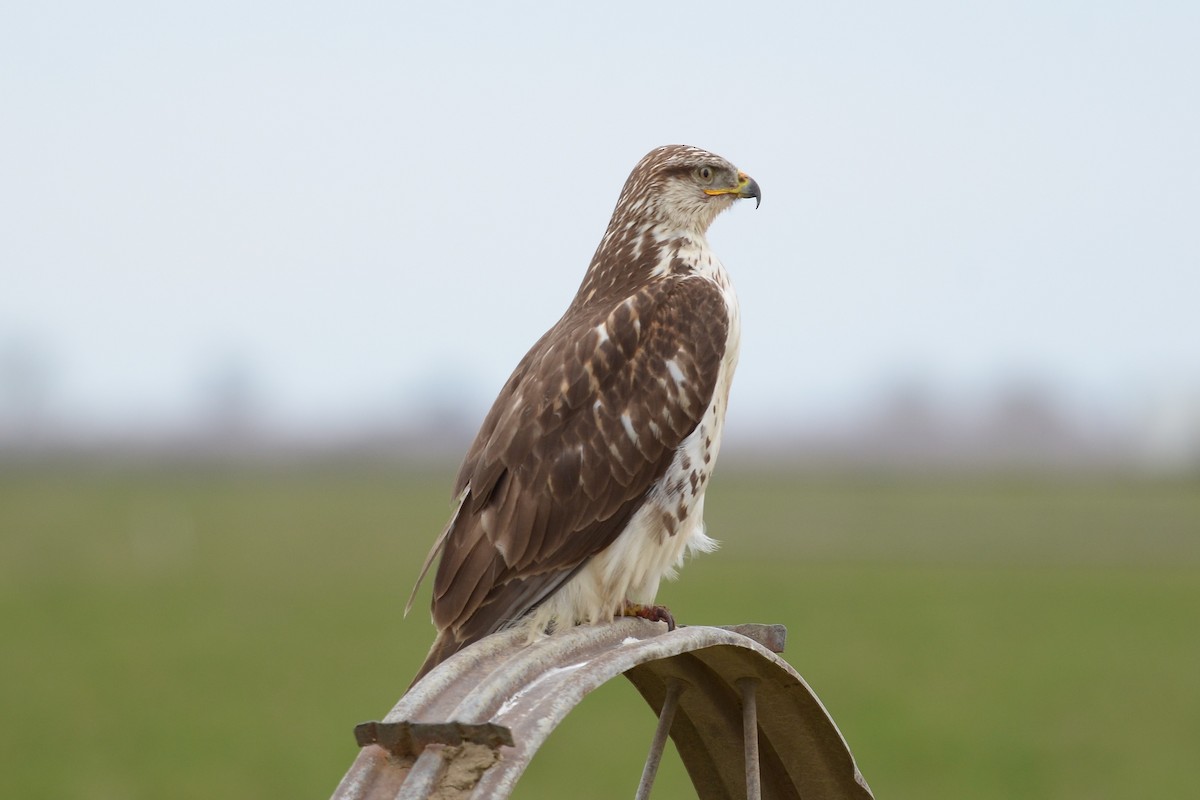 Ferruginous Hawk - ML142530141