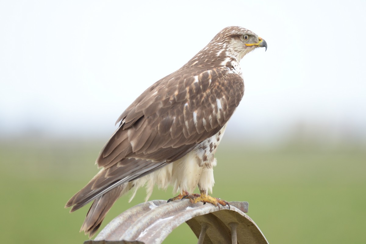 Ferruginous Hawk - ML142530151