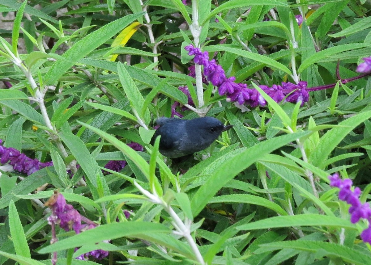 Slaty Flowerpiercer - ML142530511