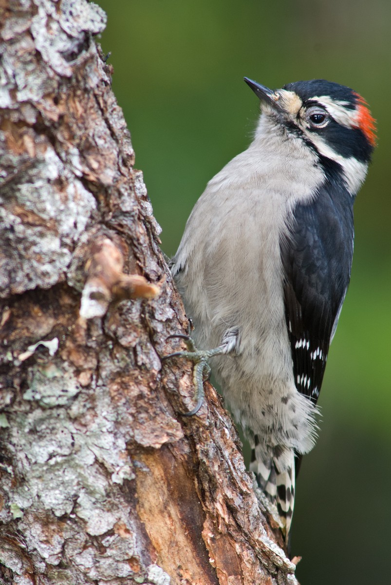 Downy Woodpecker - ML142531361