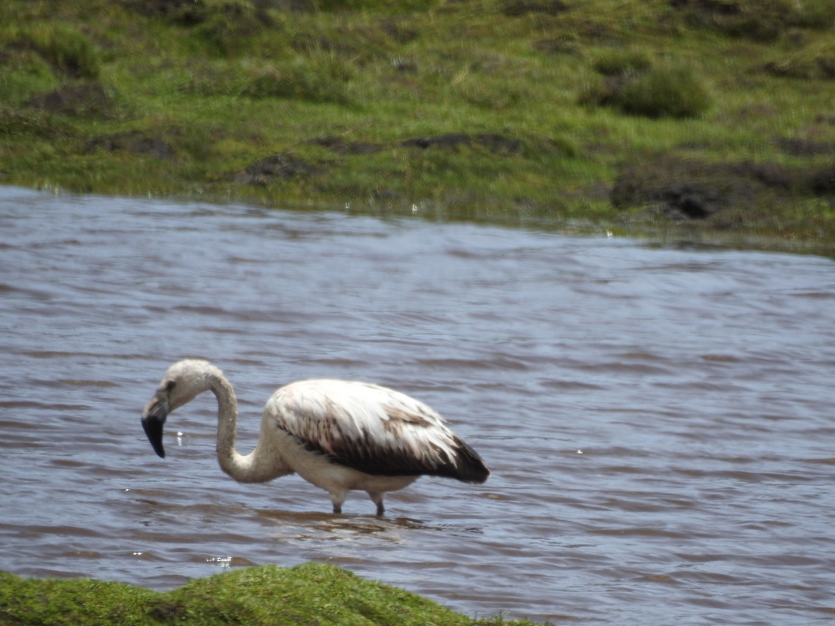 Chilean Flamingo - Jhonson Klever Vizcarra Romero