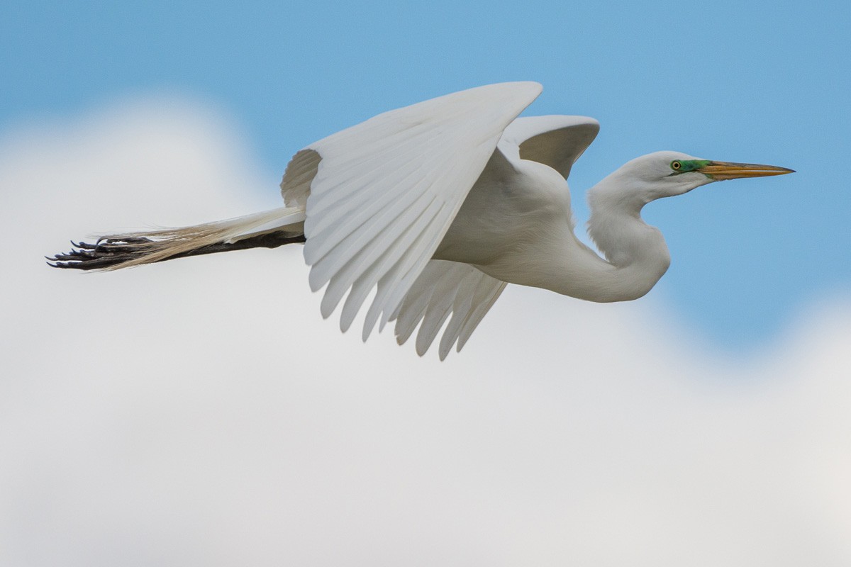 Great Egret - ML142533051