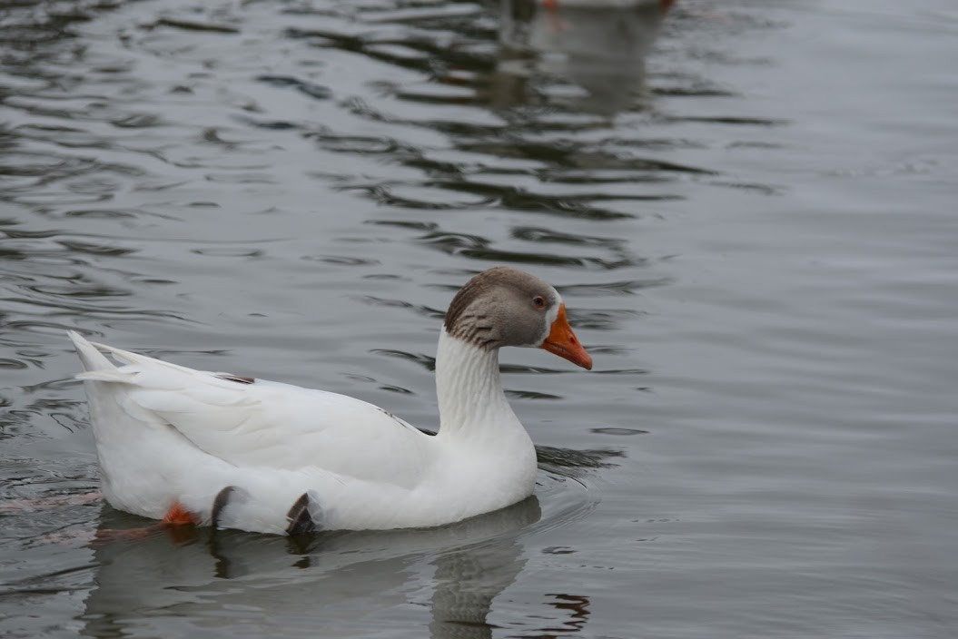 Graylag Goose (Domestic type) - Rick Spencer