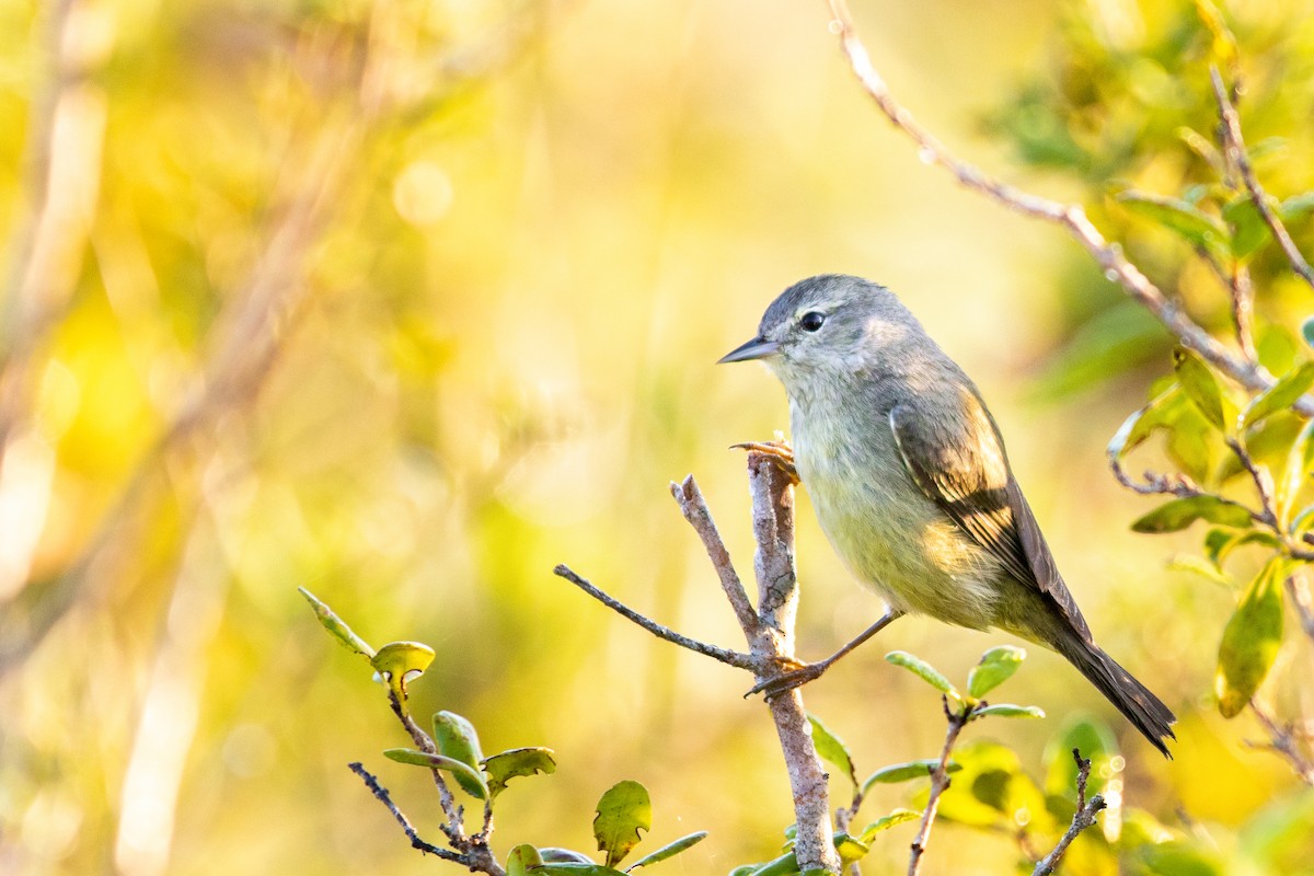 Orange-crowned Warbler - ML142536111