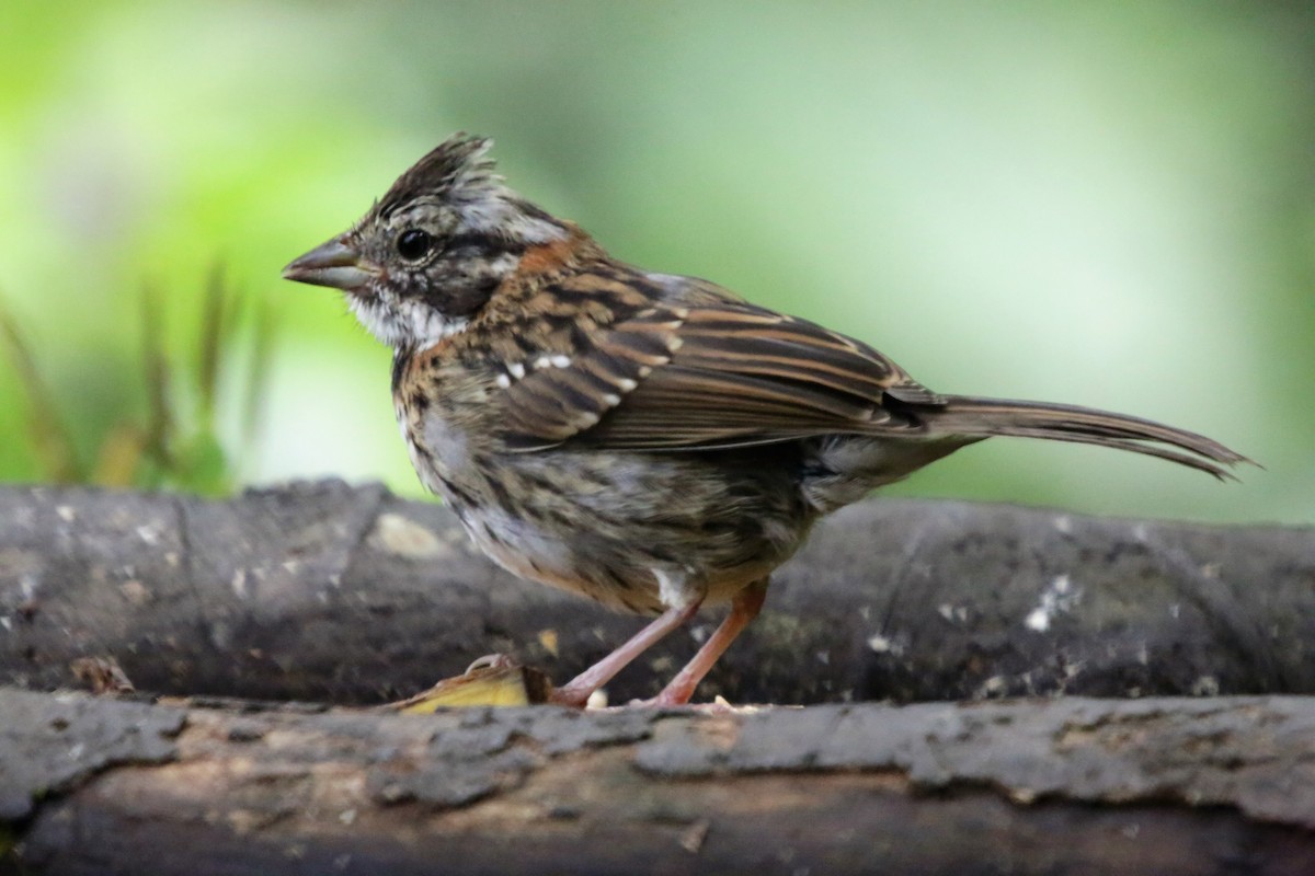 Rufous-collared Sparrow - ML142536941