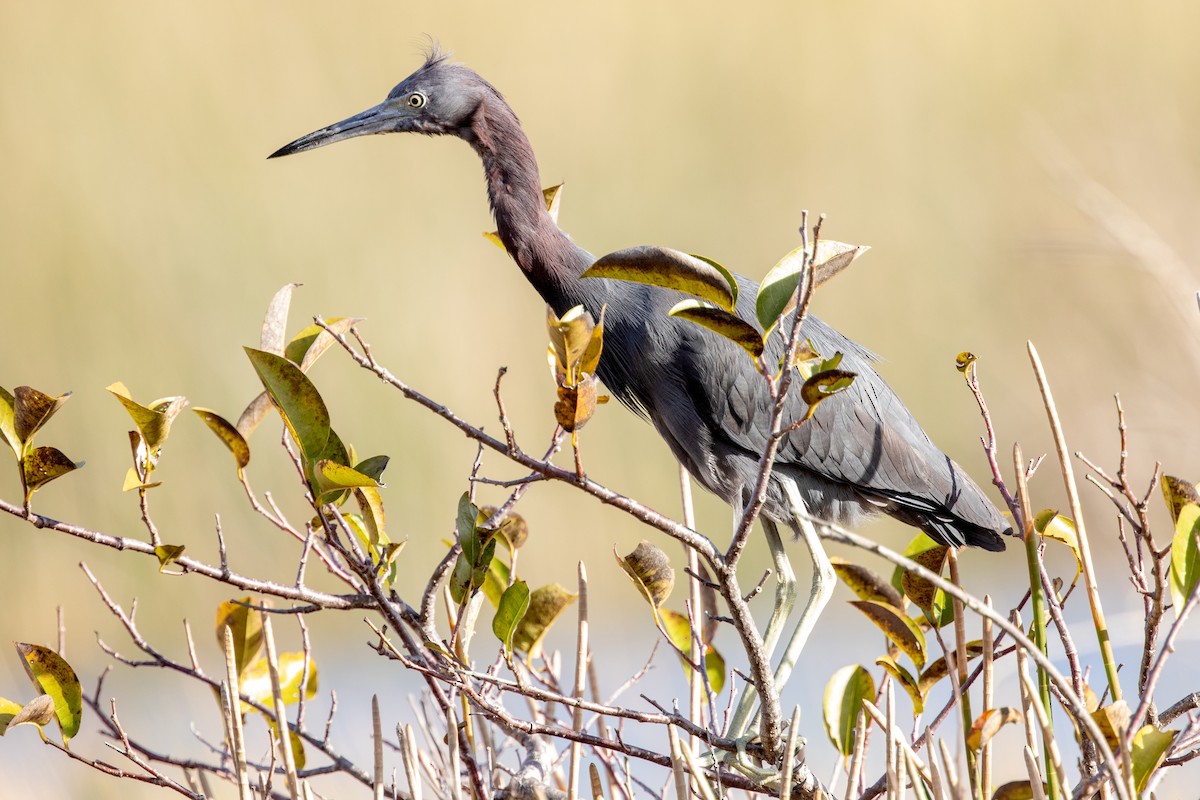 Little Blue Heron - Tony Dvorak