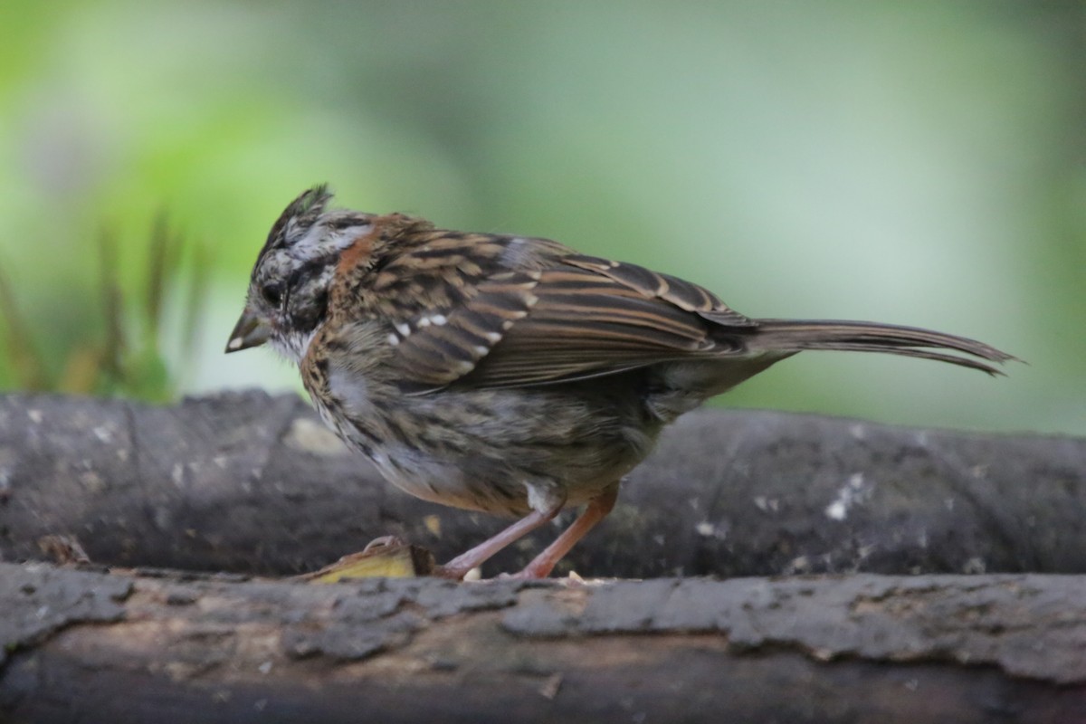 Rufous-collared Sparrow - ML142537751