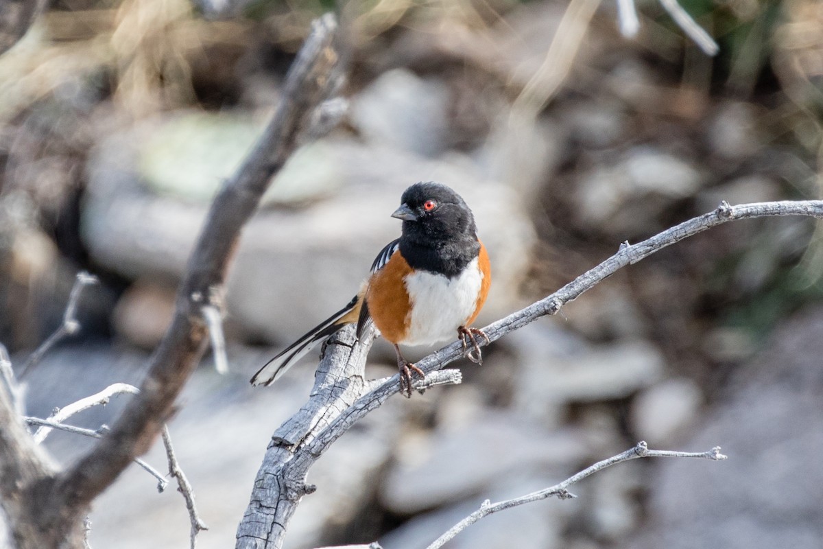 Spotted Towhee - ML142539521