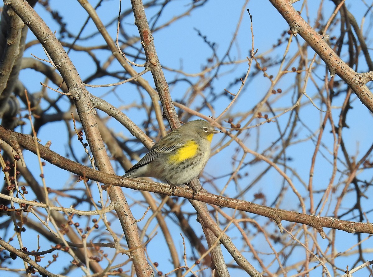 Yellow-rumped Warbler (Audubon's) - ML142539931