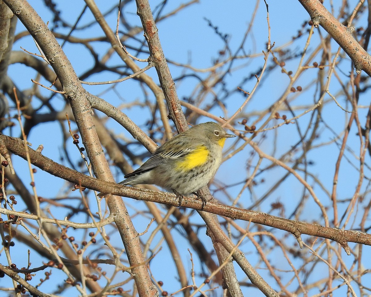 Yellow-rumped Warbler (Audubon's) - ML142539971