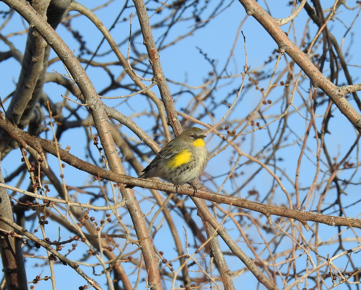 Yellow-rumped Warbler (Audubon's) - ML142539991