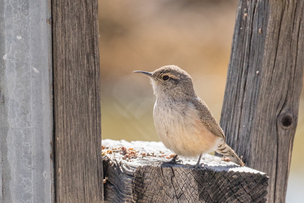 Rock Wren - ML142540341