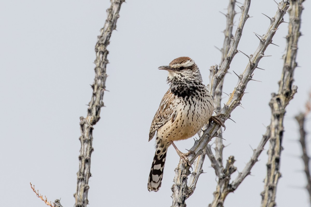 Cactus Wren - Neil Hayward