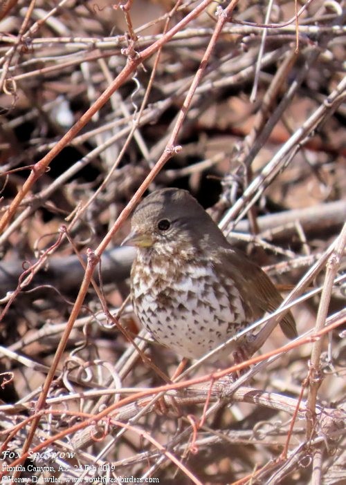 Fox Sparrow - ML142540941