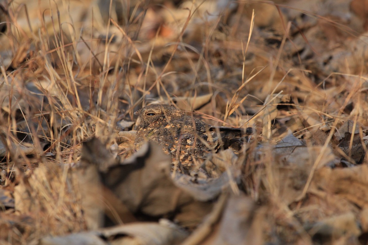 Engoulevent affin - ML142541501