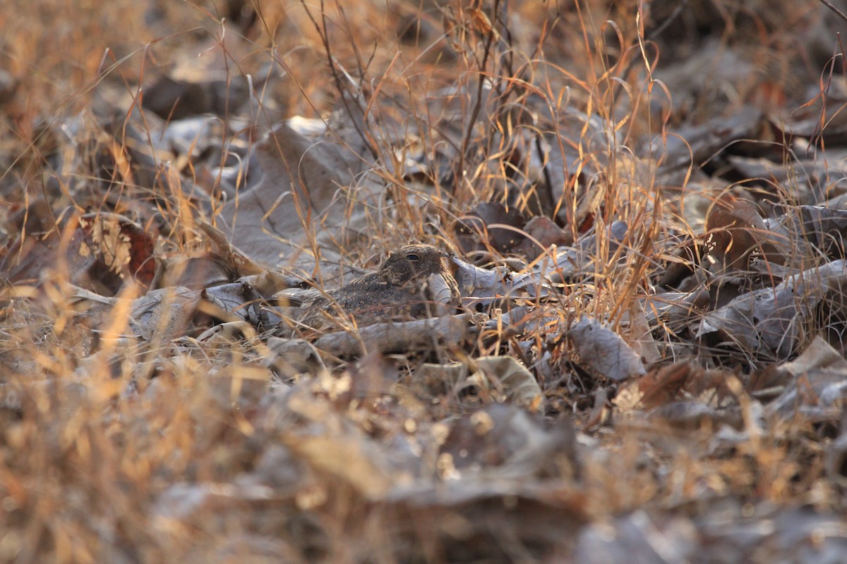 Engoulevent affin - ML142541531