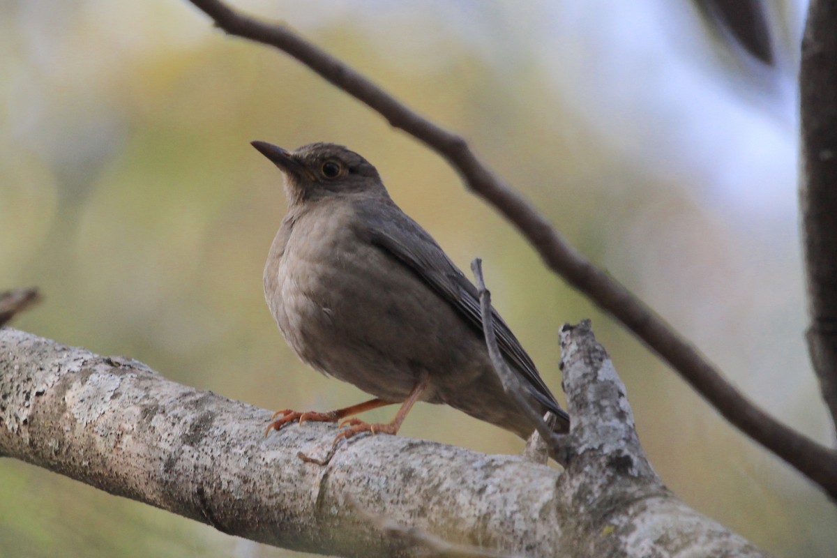 Indian Blackbird - ML142542231