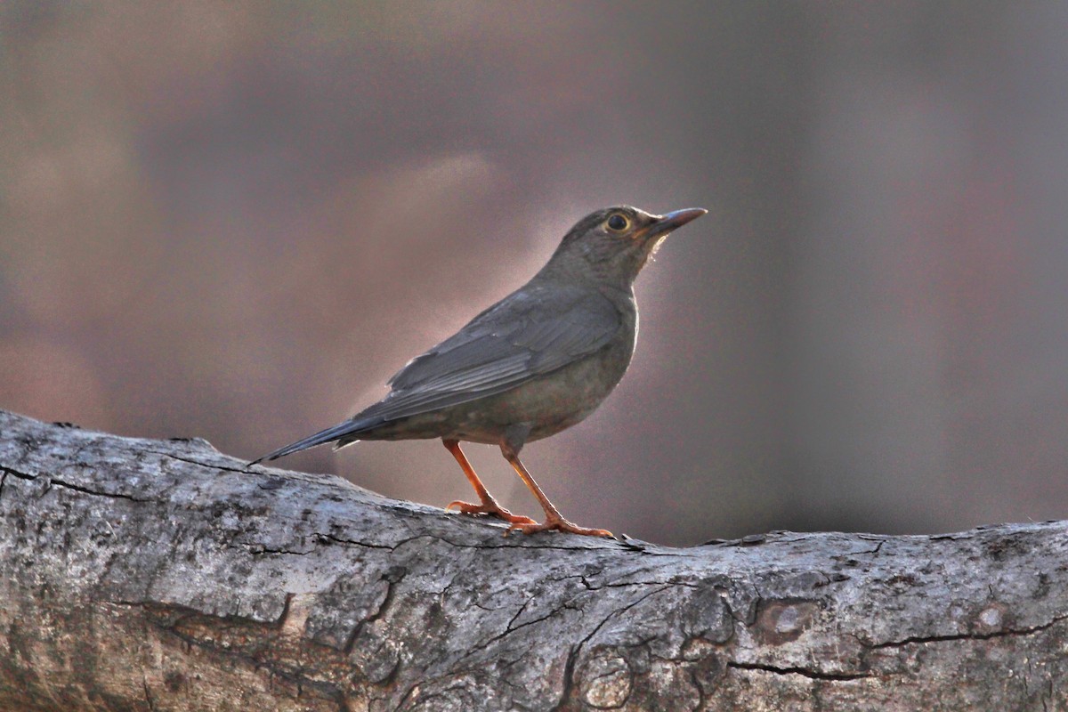 Indian Blackbird - ML142542251