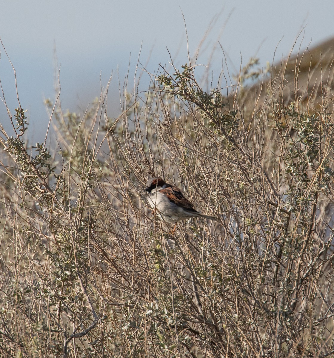 Moineau domestique - ML142543571
