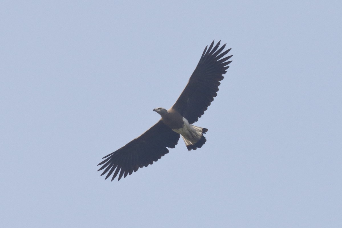 Gray-headed Fish-Eagle - ML142544271