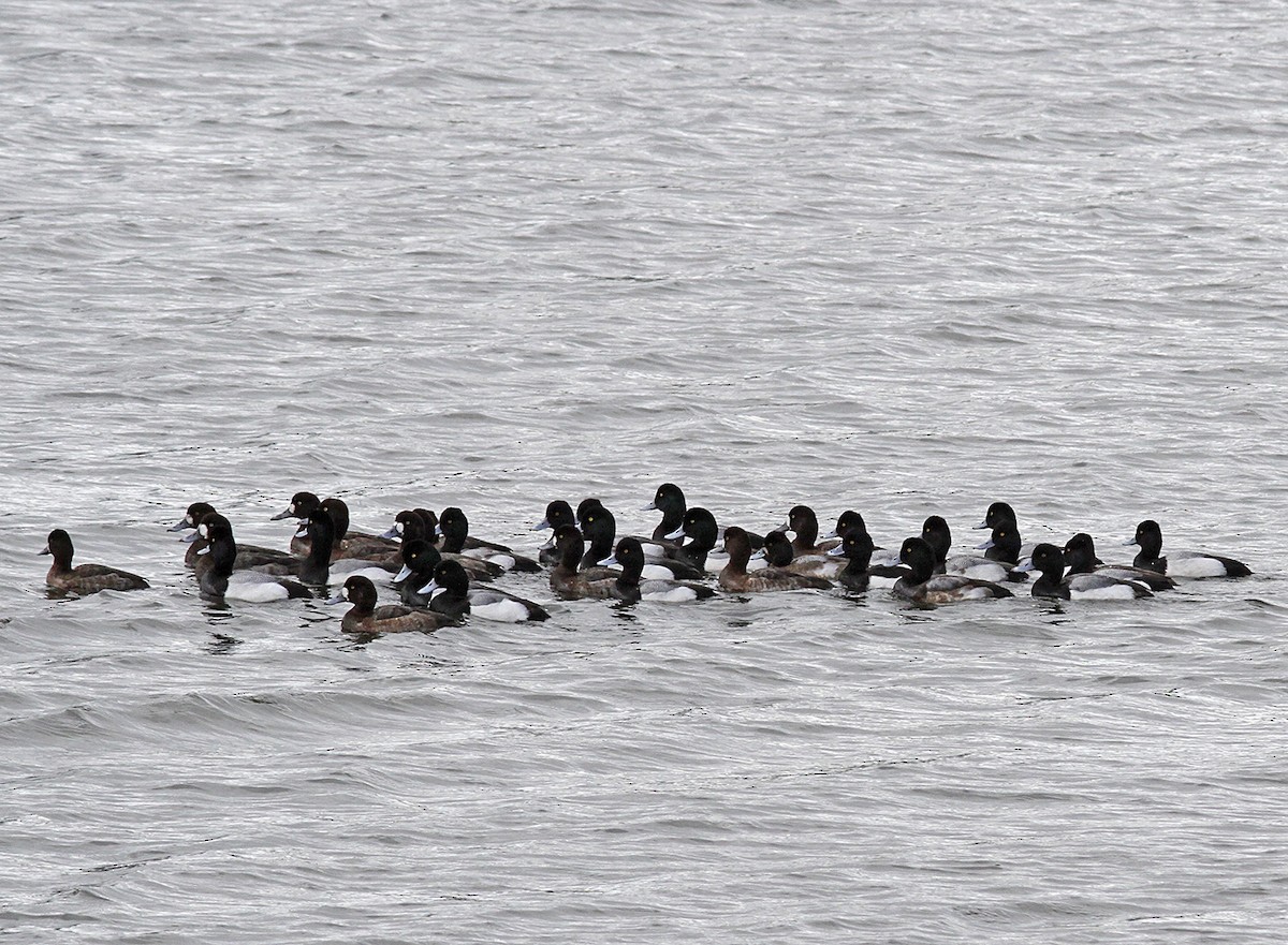 Tufted Duck - Marie O'Shaughnessy