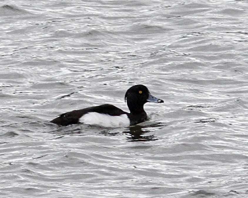 Tufted Duck - Marie O'Shaughnessy